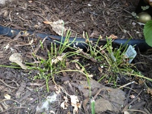 The second photo posted by Margaret shows total parsley destruction by the caterpillars - how cool is that?