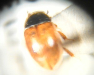 Cercyon quisquilius, a tiny, but voracious, predator in the poo